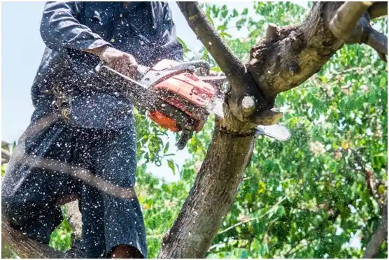 tree services Lake Bryan